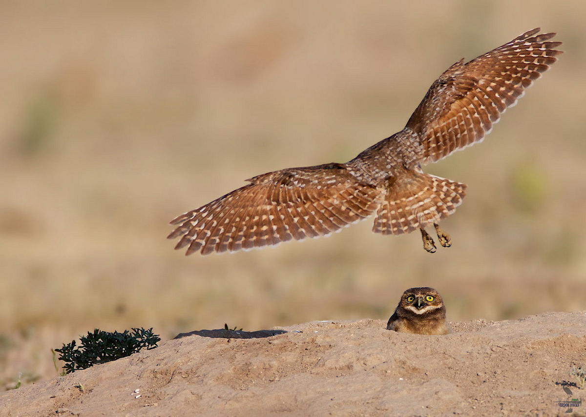 Mom slow down...!!!