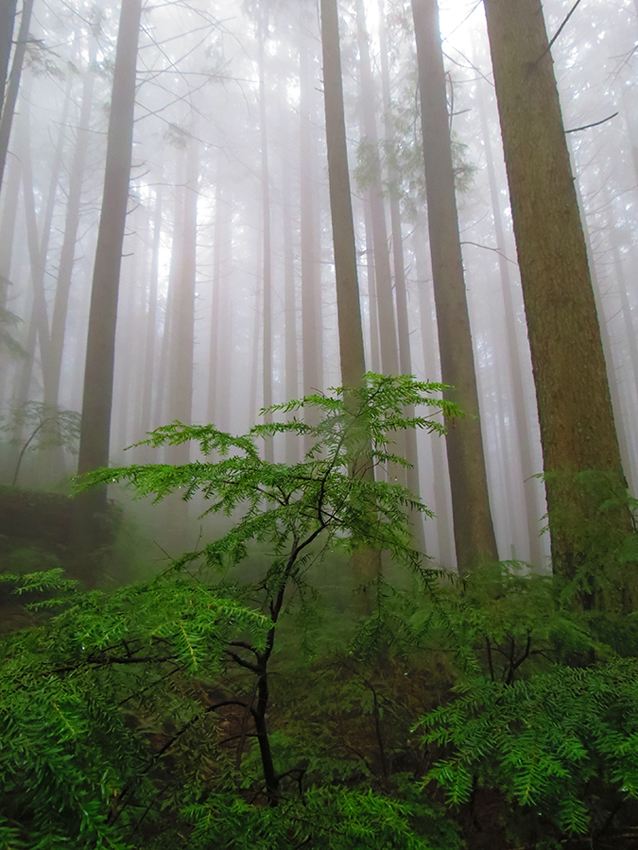 Lush Mist