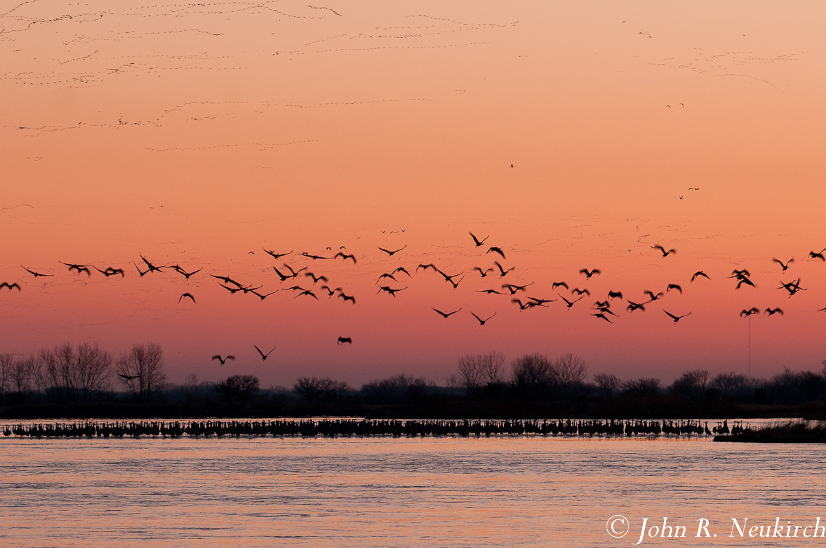 Cranes at dawn 
