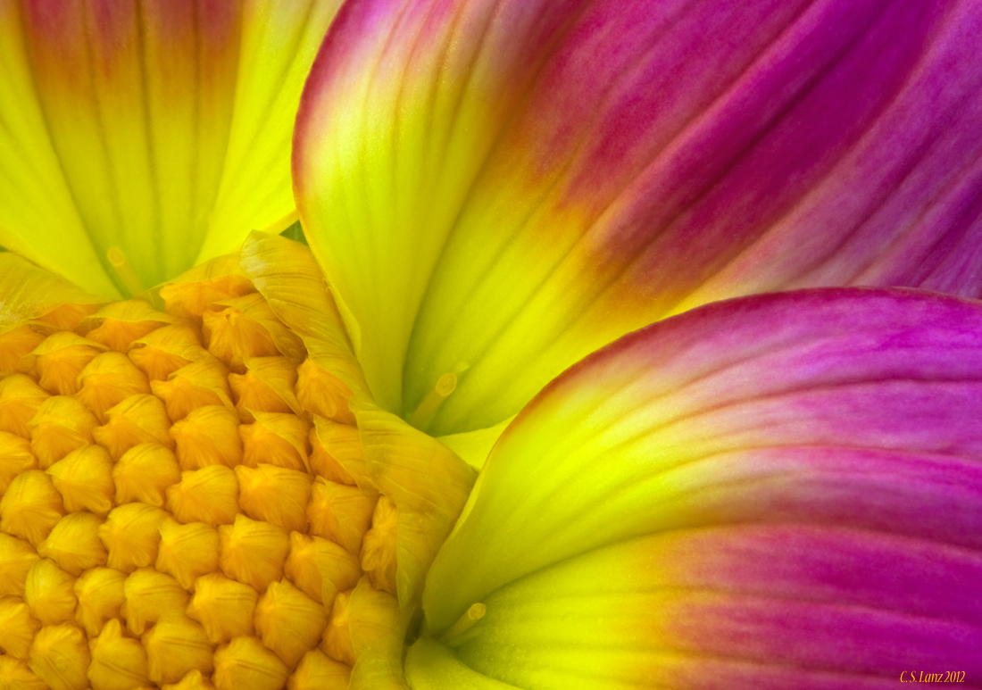 Dahlia