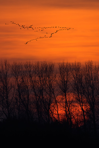 Dutch geese at sunset