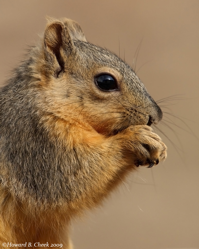 Sunrise Squirrel