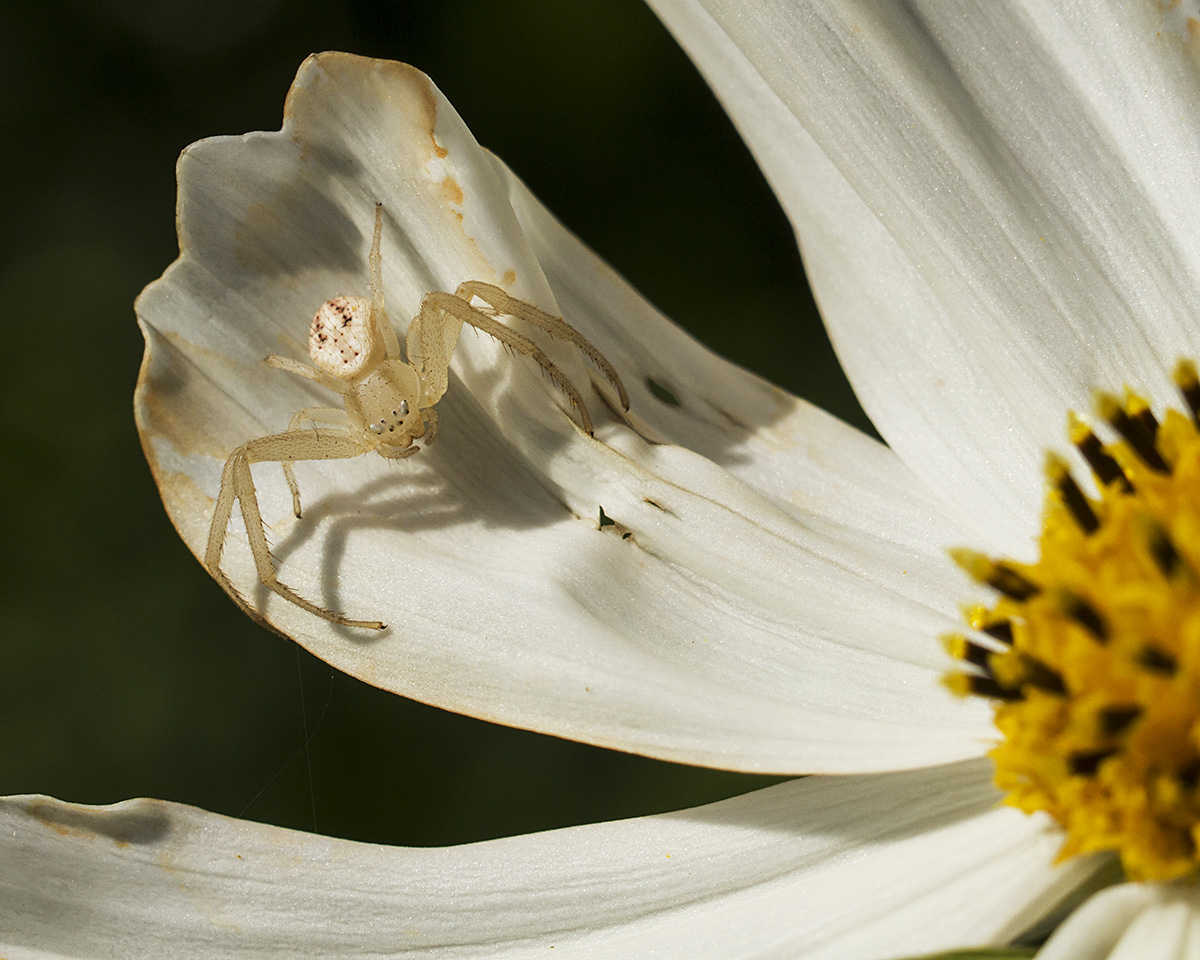 Spider with recrop