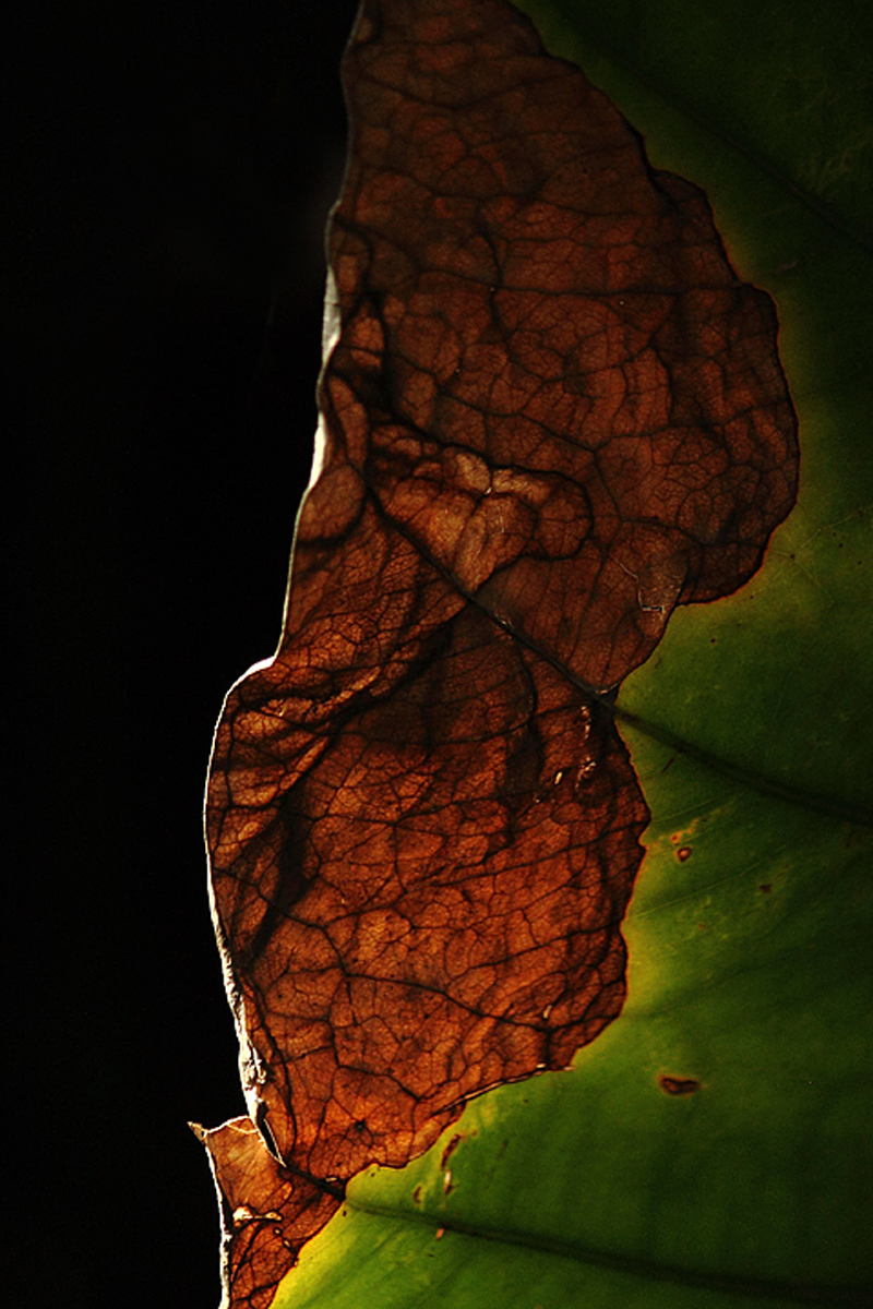 Leaf + re-post
