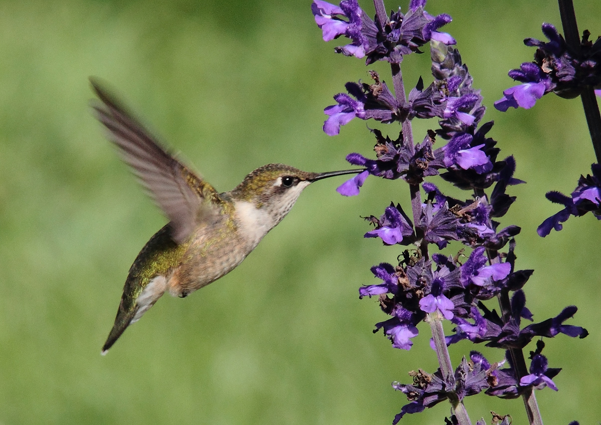 Hummer on salvia