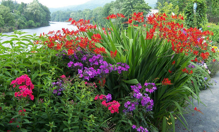 a burst of color
