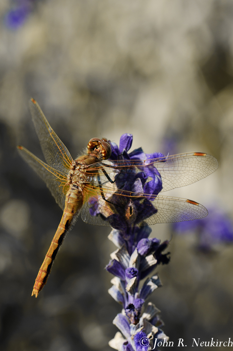 Another Dragonfly!