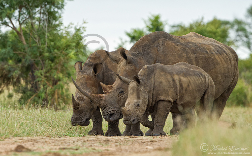 World Rhino Day 2012