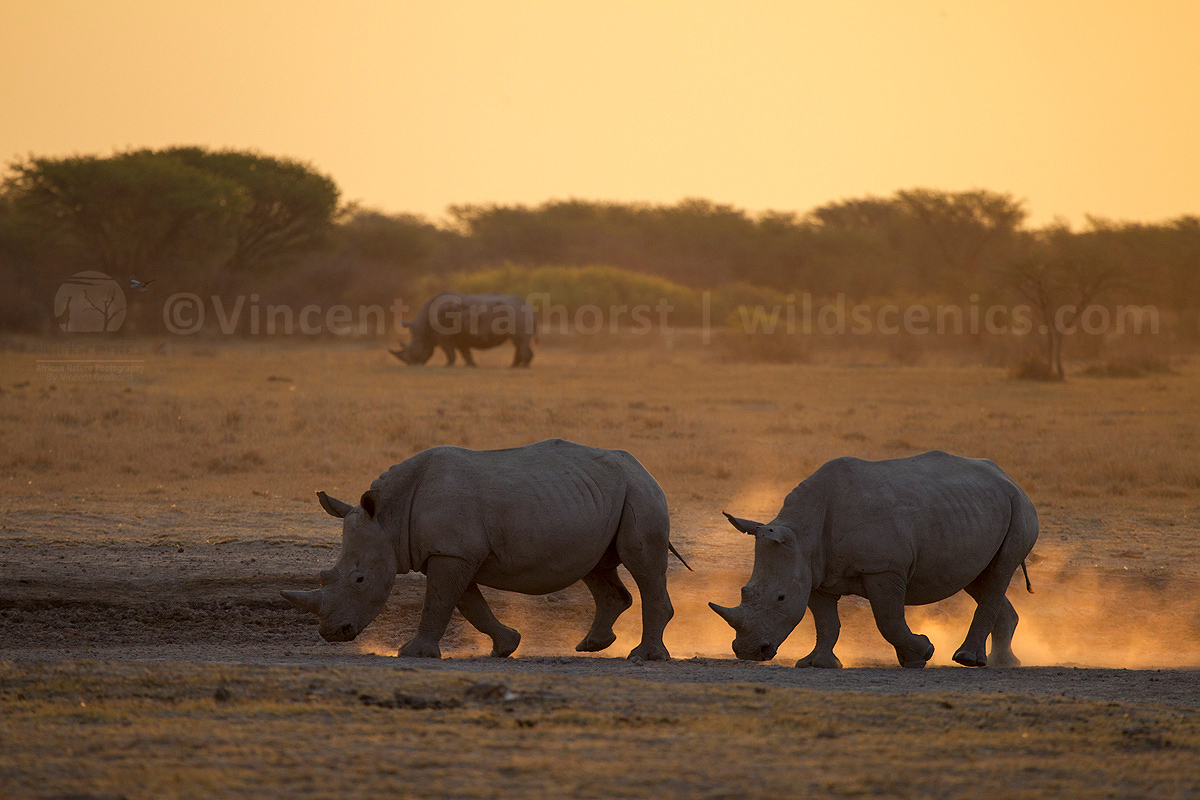 Rhino Teens