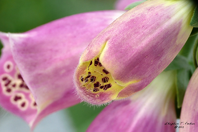 Foxglove