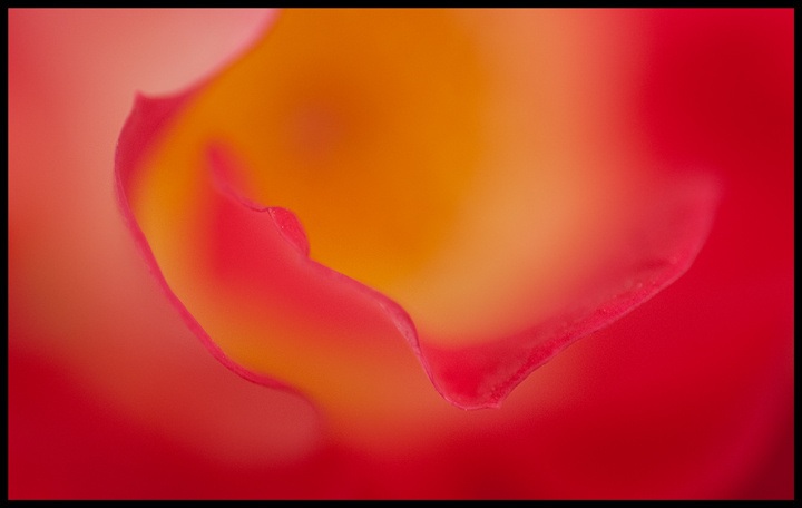 Rose Petals