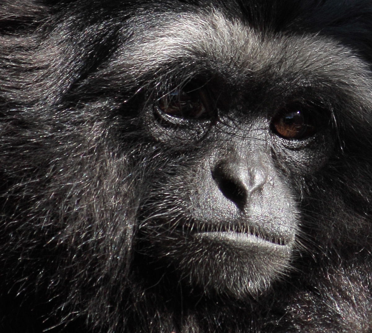 Muellers Gibbon  (C)