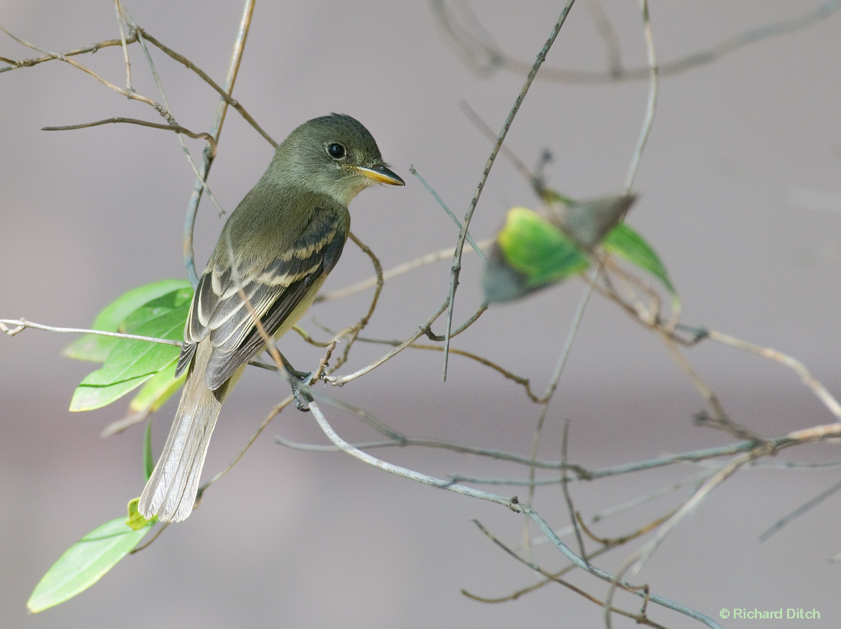 Willow Flycatcher