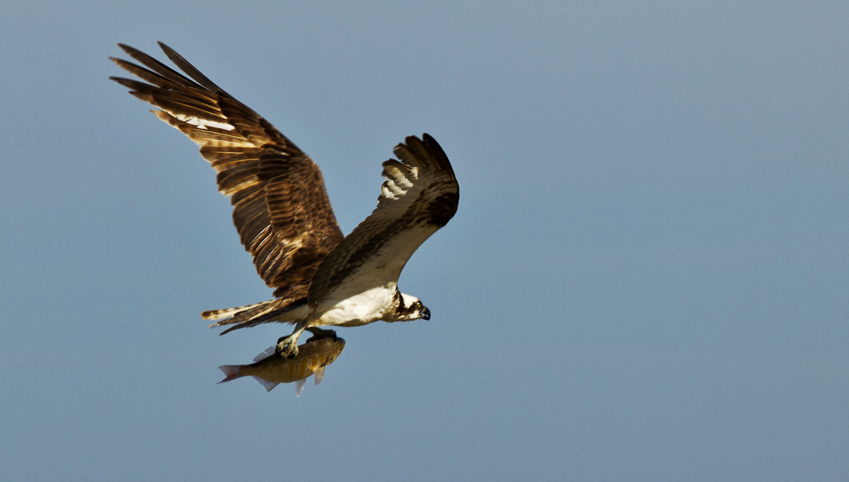 Osprey and Fish