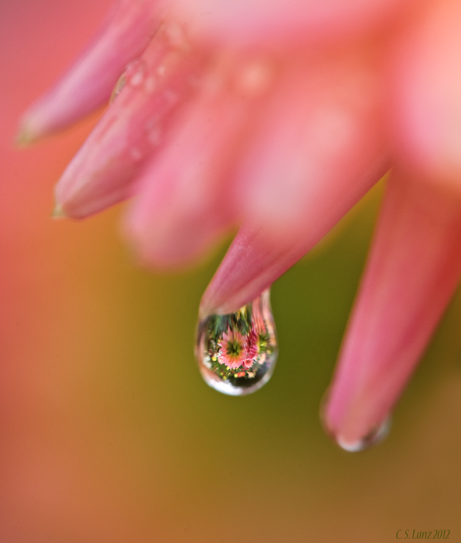 Dahlias in a Drop