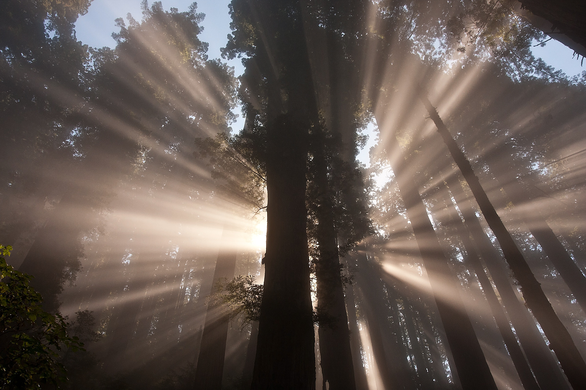 Glory in the Redwoods