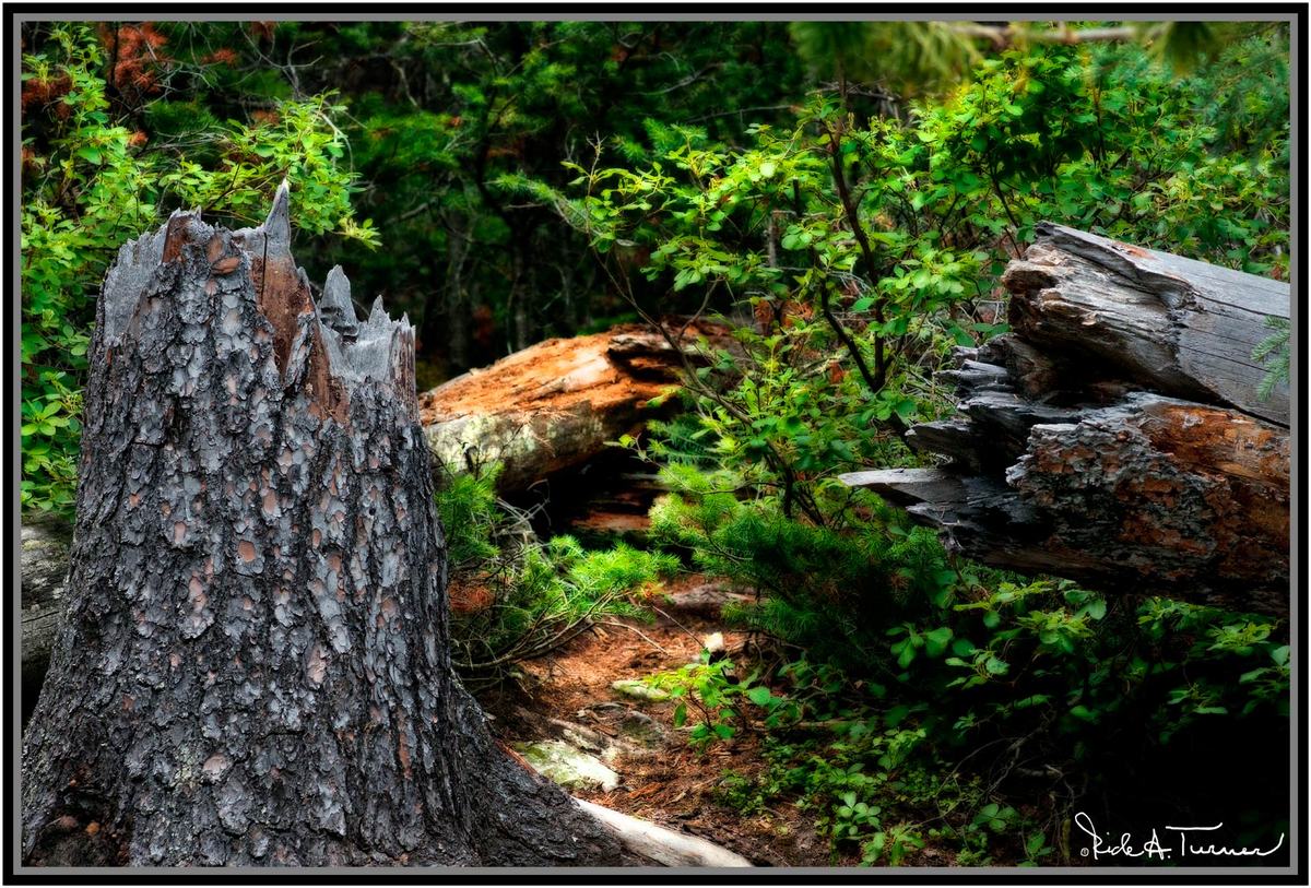 Fallen Timber