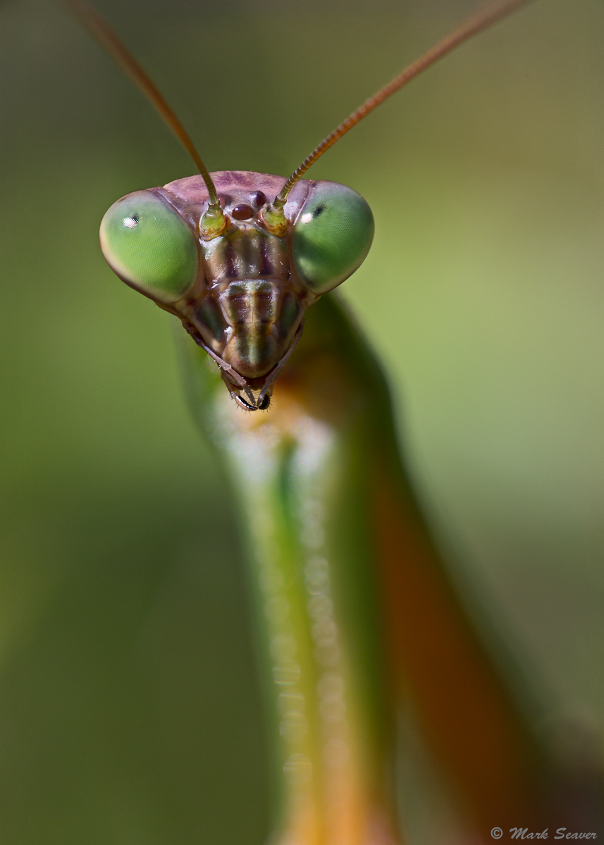 Praying Mantis #2