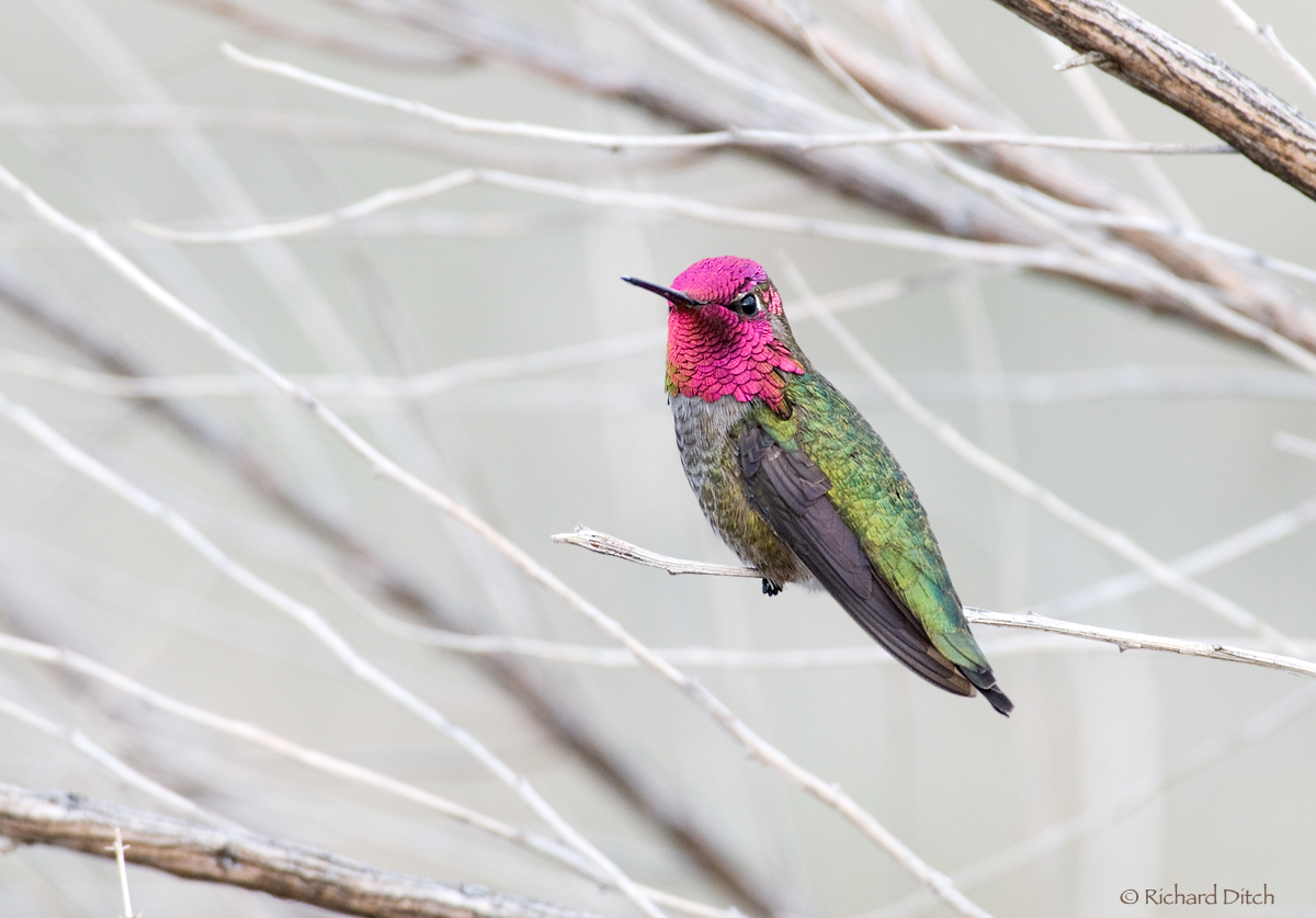 WC553 - Anna's Hummer