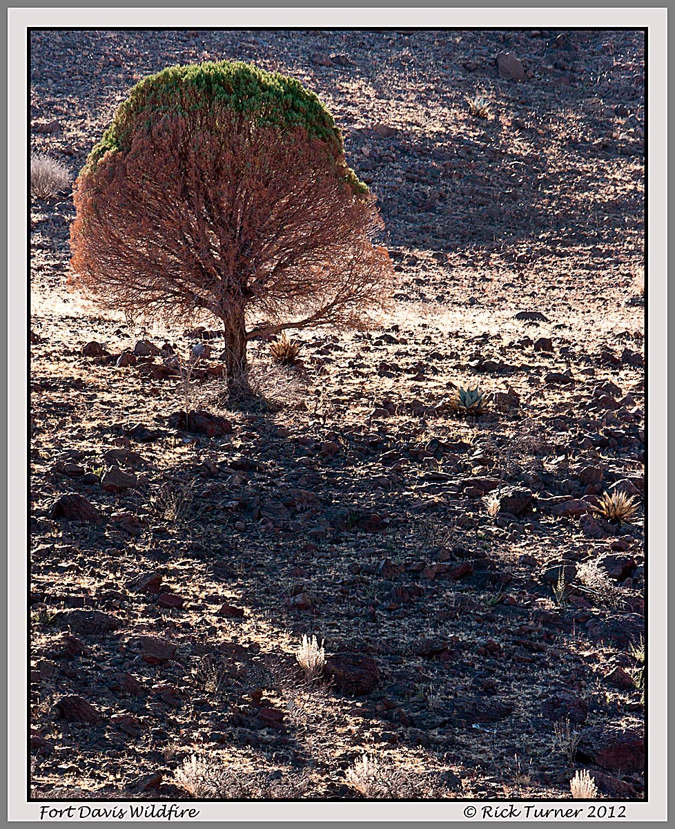 Wildfire Damage 