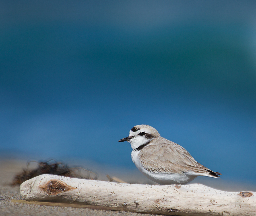 Snowy Plover