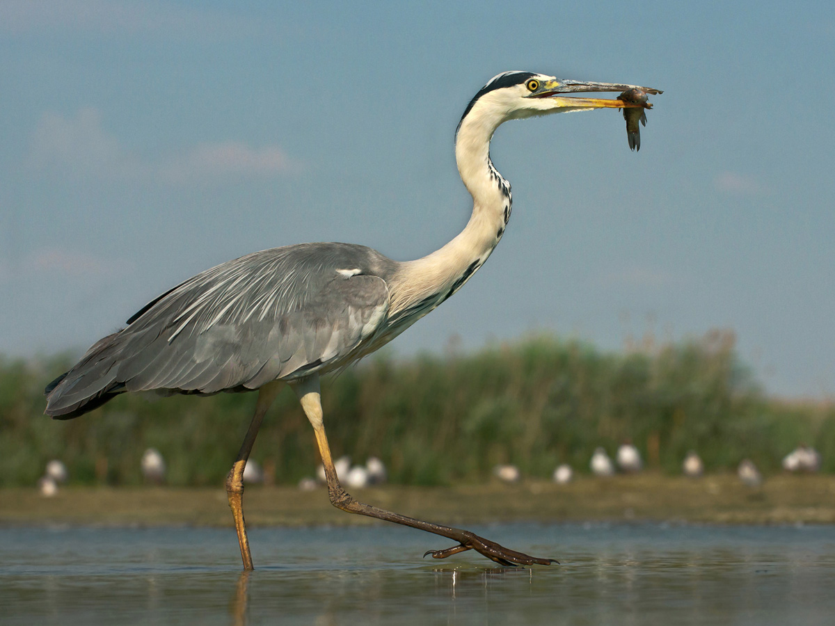 The fisherman