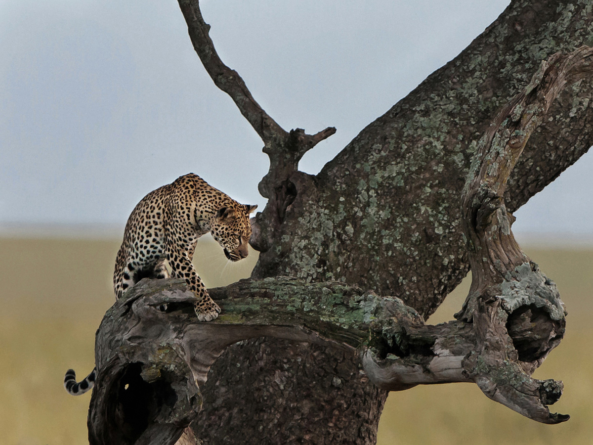 Leopard