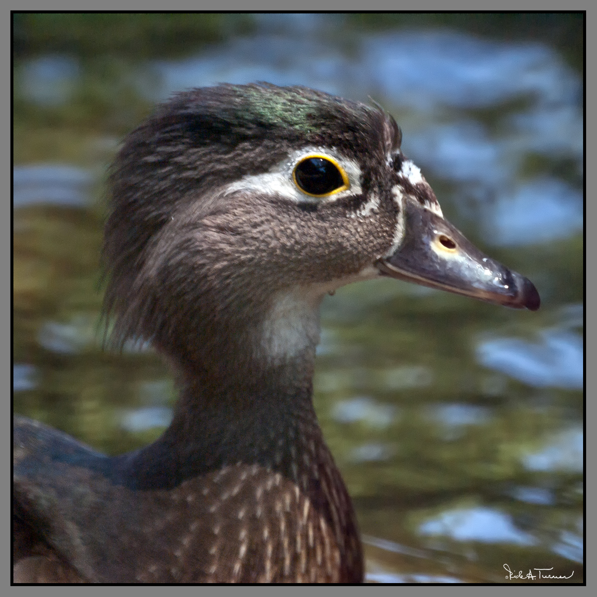 Woodie Up Close