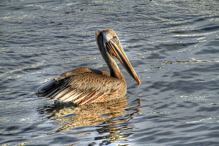 Pelican