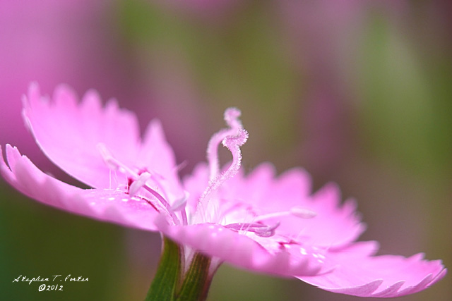 Dreaming Lavender