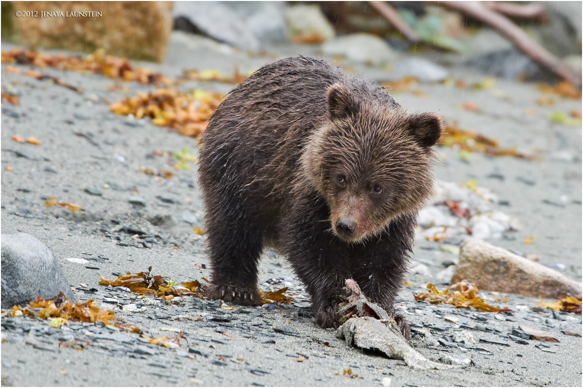 Skagway the Grizzly