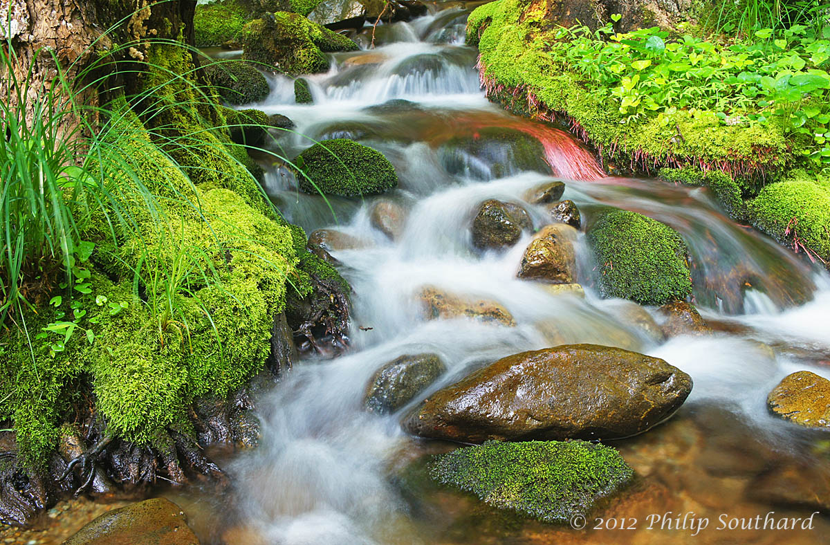 Rose River - SNP