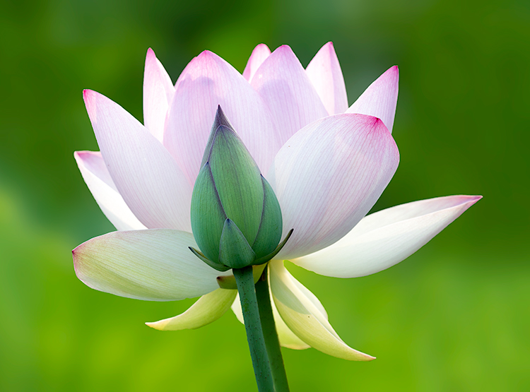 Lotus # 7