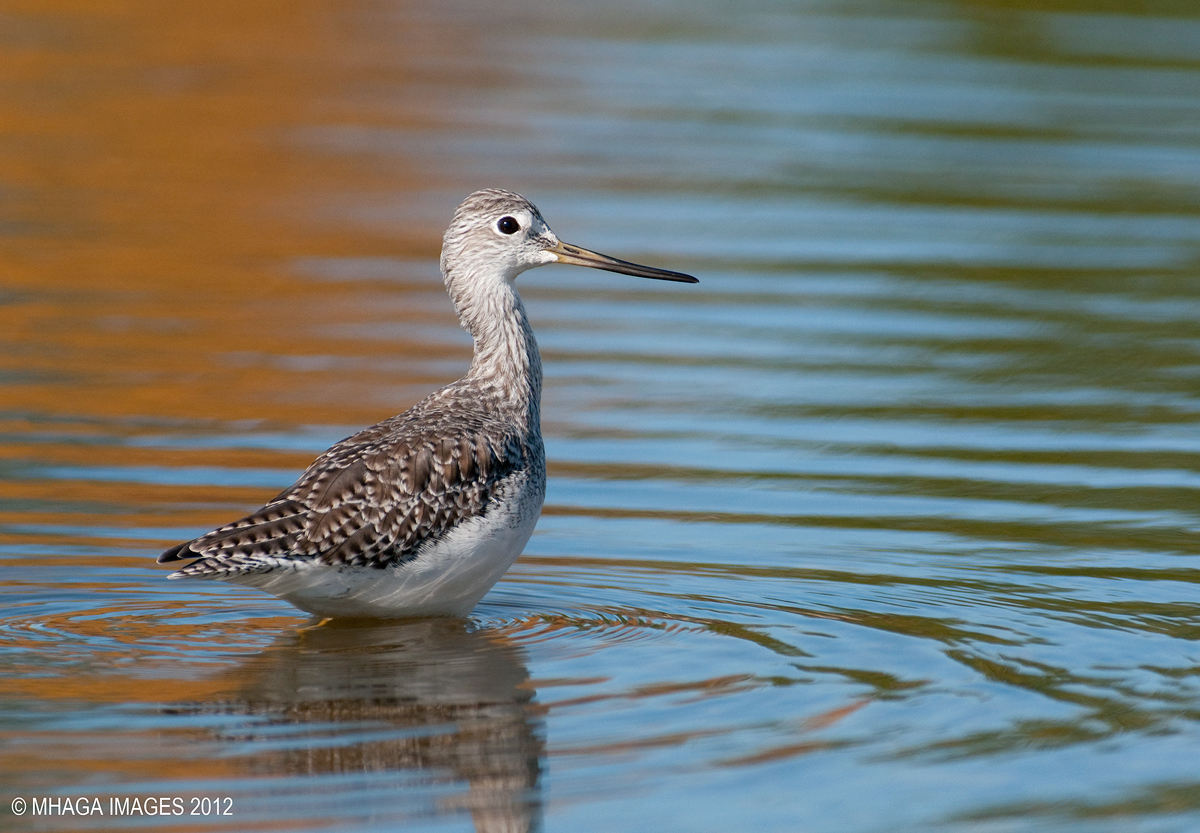 Greater Yellowlegs