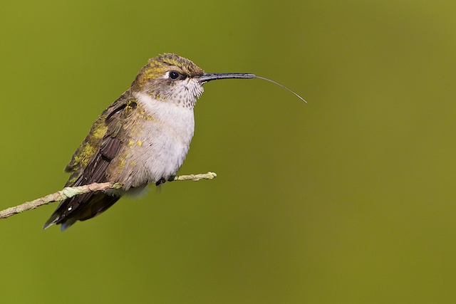 Rubythroated Hummingbird