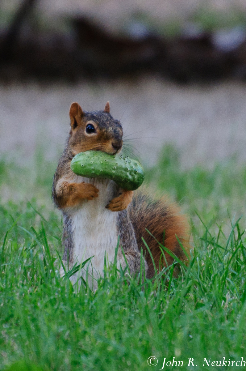 Our neighborhood thief