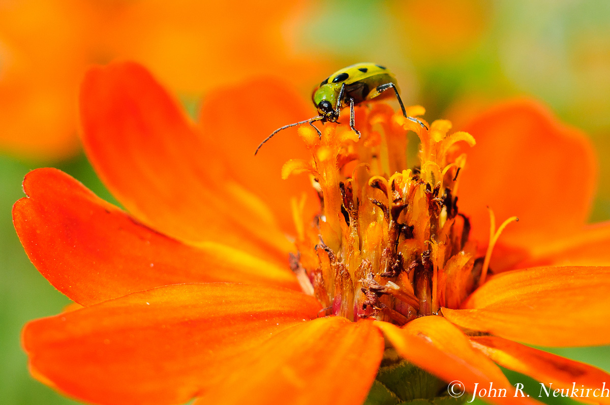 Spotted Cucumber Beetle