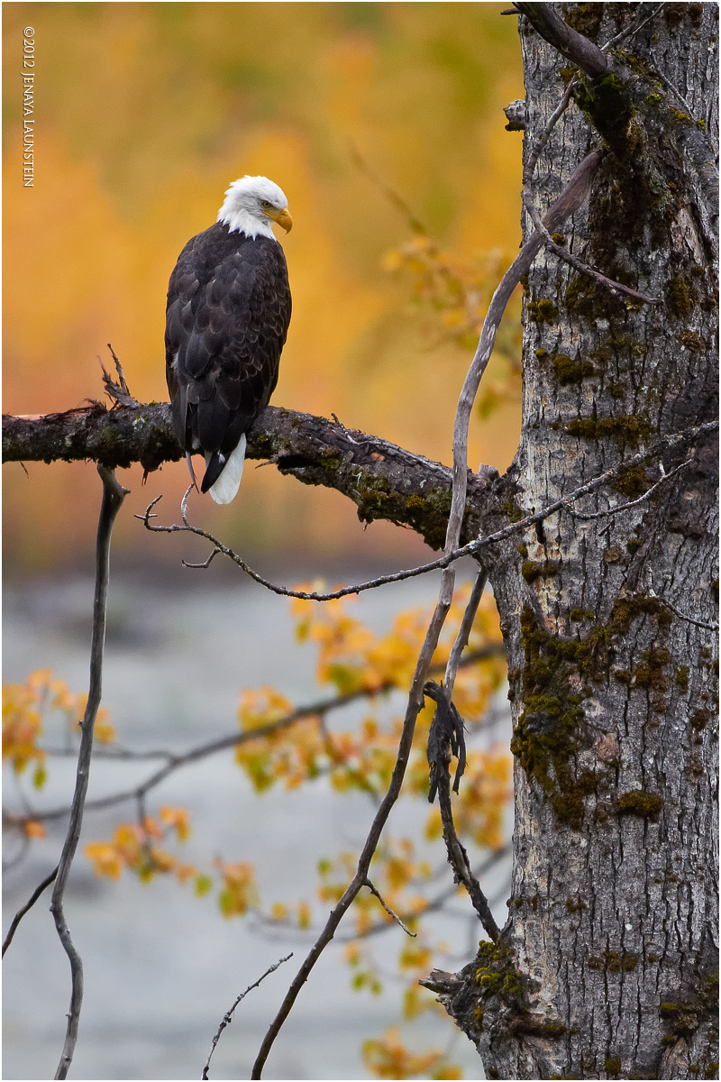 Chilkat Eagle