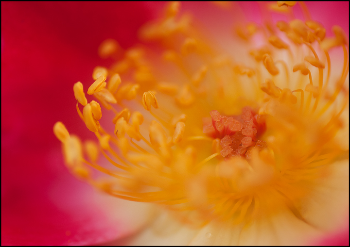 Final Rose