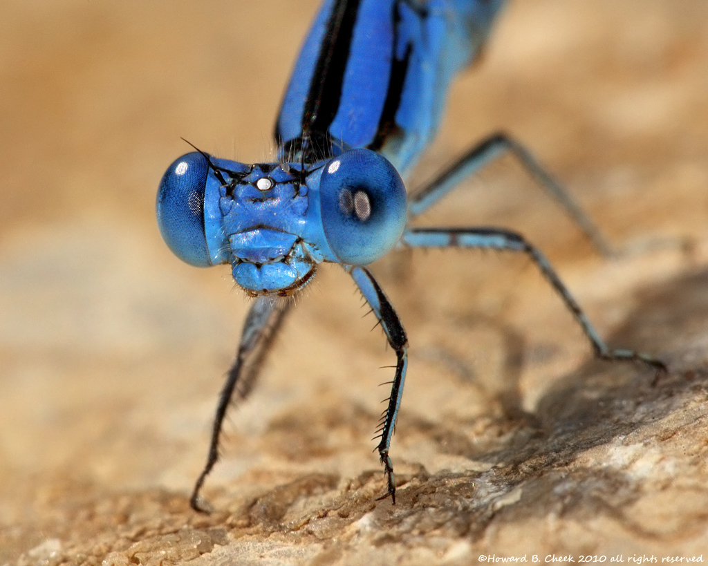 Old Blue Eyes