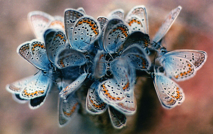 A Ball of Blues