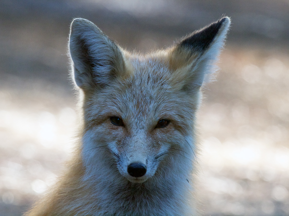 Foxy Lady