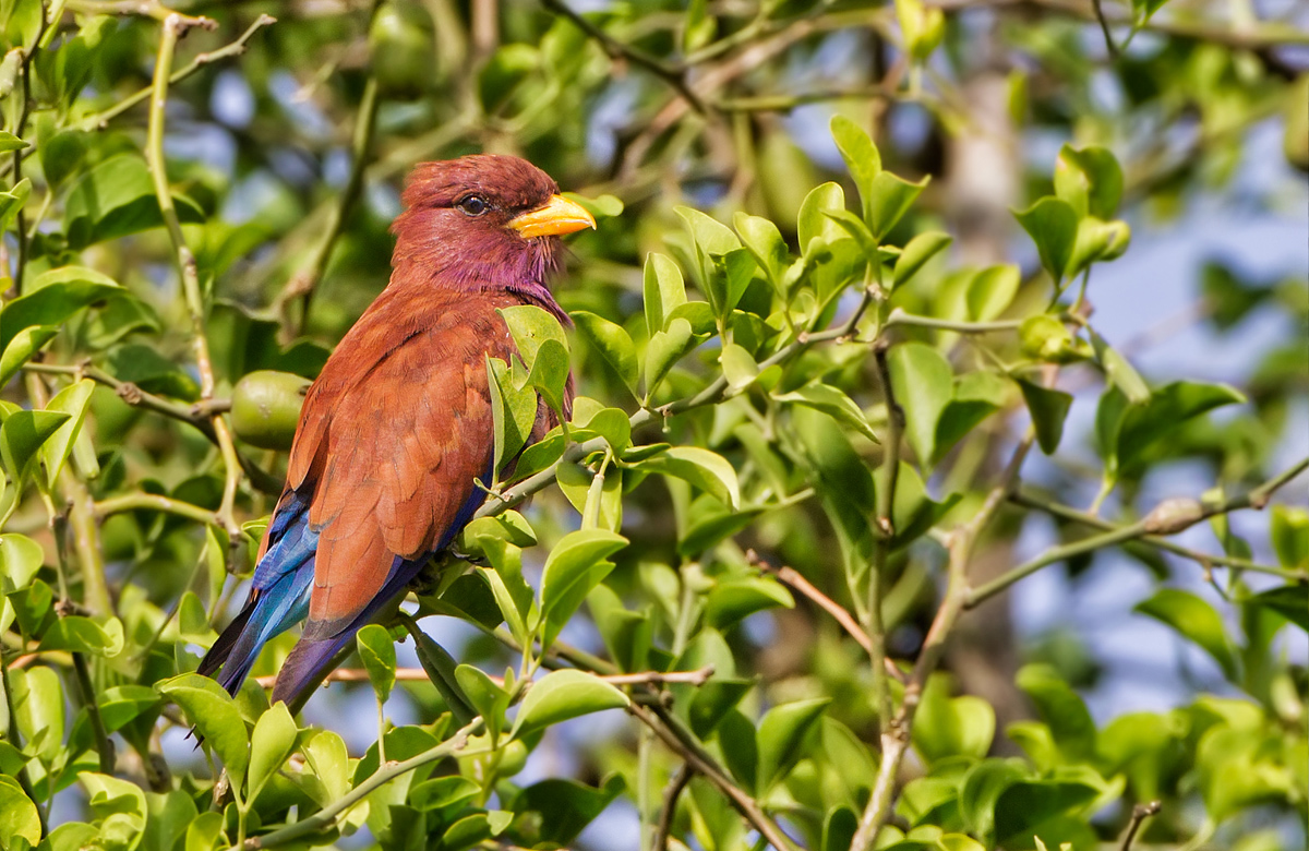 Broad Billed Roller