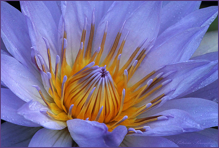 Waterlily 