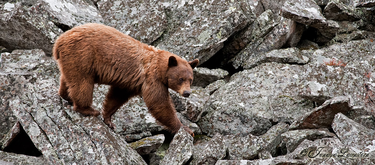Rock Bear WC #553