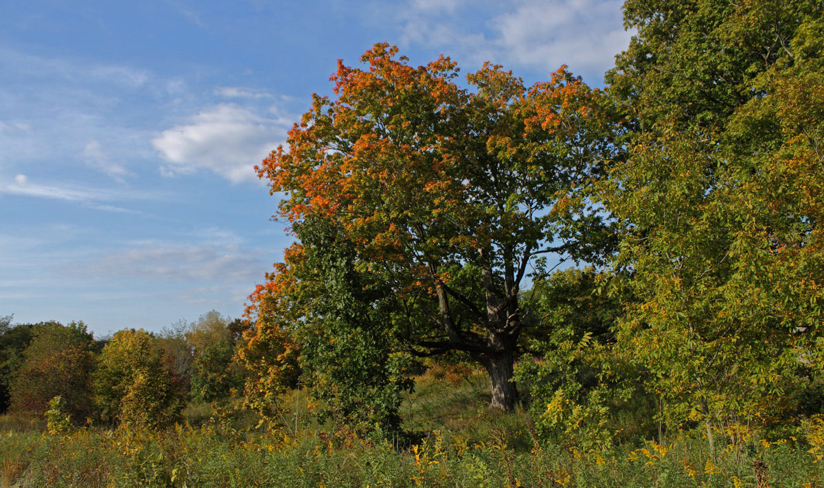 Fall  on the prairie