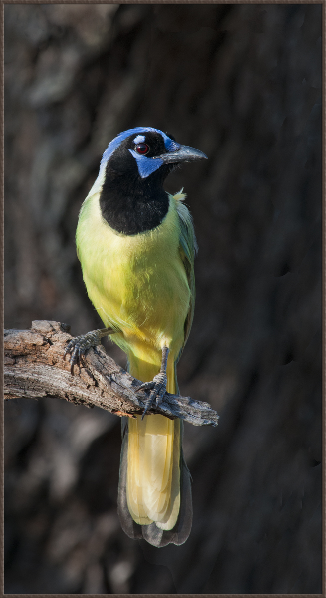 Green Jay