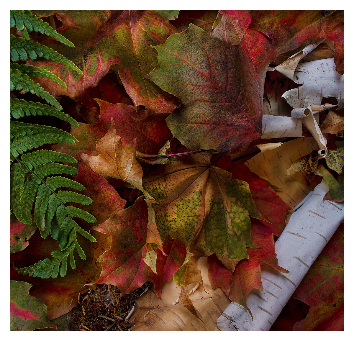 Fall Leaves