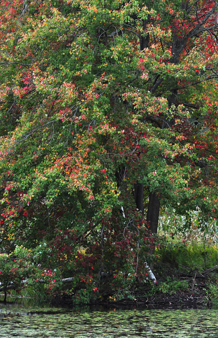 Fall at Lily Pond