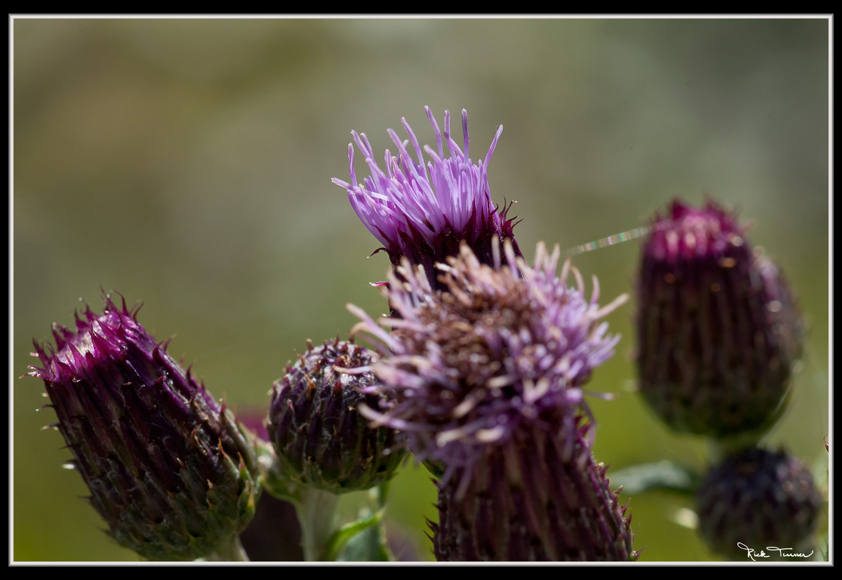 Common Knapweed